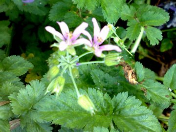 Erodium moschatum / Becco di gr aromatico